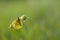 Clouded yellows yellow butterfly on a flower in nature macro