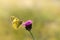 Clouded yellows, yellow butterfly on a flower in nature macro