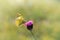 Clouded yellows, yellow butterfly on a flower in nature macro