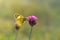 Clouded yellows, yellow butterfly on a flower in nature macro