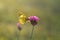 Clouded yellows, yellow butterfly on a flower in nature macro