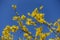 Cloudless blue sky and bright yellow flowers of forsythia