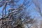 Cloudless blue sky and wavy branches of robinia covered with snow