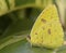 Cloudless Giant Sulphur Butterfly