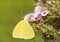 Cloudless Sulphur butterfly