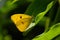 Cloudless Sulphur butterfly (Phoebis sennae)