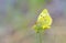 Cloudless Sulphur butterfly - Phoebis sennae