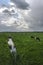 Clouds, cows, pasture and ditch