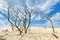 Clouds desert blue sky sands oasis bare trees