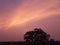 Clouds orange tree natural bright  amazing pic