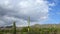 Clouds over the Desert