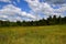 Clouds over the edge of the forest