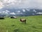 Clouds over fresh green meadow with cows in Styria, Austria