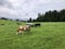 Clouds over fresh green meadow with cows in Styria, Austria