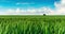 Clouds over green field of young wheat