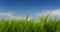 Clouds over green field of young wheat