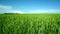 Clouds over green field of young wheat