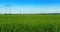 Clouds over green field of young wheat