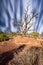 Clouds Streaking Behind a Dead Juniper Tree