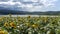 Clouds Sunrays Sunflowers Fields Kestel Bursa Turkey