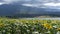 Clouds Sunrays Sunflowers Fields Kestel Bursa Turkey