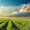 Clouds in sunset over green agricultural field with tomatoes