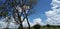 Clouds tree current pol and sky