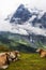 Clouds, Wetterhorn, and Swiss Cows