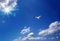 Cloudscape image with flying seagull over blue sky with clouds a