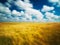 Cloudscape over corn field