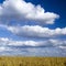 Cloudscape over wheat field