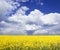 Cloudscape and rapeseed field