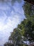 Cloudscape Serenity: Verdant Canopy