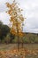 Cloudy autumn forest landscape. Fallen leaves. Autumn. Cozy atmosphere