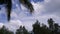 Cloudy Blue Sky, Coconut Trees And Avicennia Marina Tree Tops