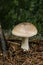 Cloudy clitocybe, Clitocybe nebularis mushrooms