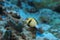 Cloudy dascyllus fish underwater in the Indian Ocean