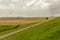 Cloudy day on a dutch meadow with flock of sheep, Pieterburen, H