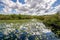 Cloudy day at Everglades National Park