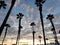 Cloudy day giant palm trees beautiful sunset