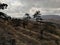 Cloudy day at the mountains, several pines and hills.