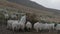 On a cloudy day, Scottish Blackface sheep can be seen scooping hay from the feeder