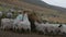 On a cloudy day, Scottish Blackface sheep diligently scoop hay from the feeder