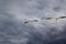 Cloudy dramatic sky with seagull flying