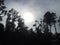 Cloudy Dusk and Tree Silhouettes on the West Coast of New Zealand.