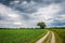 Cloudy Dutch Summer landscape in June near Delden Twente, Overijssel