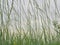 Cloudy evening sky through young green thin blades of grass, on which sit different insects