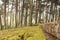 Cloudy forest in Colombia