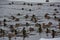 On a cloudy and frosty day  the mallards organized a group winter high-speed swim along the unfrozen river from ice floe to ice