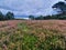 Cloudy gloomy sky over the heathland